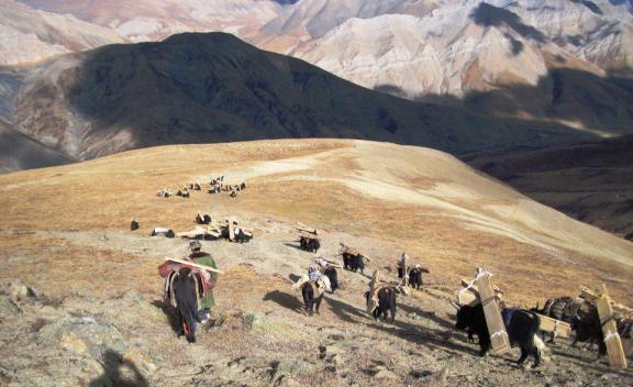 Yaks carrying wood in Dolpo