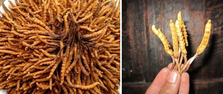 winter insect summer grass for blog