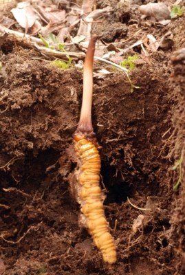 cordyceps-in-ground-exposed